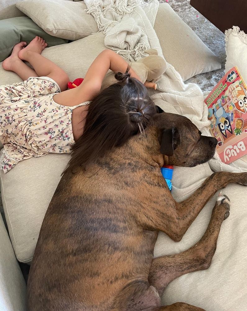 Enlarge Maverick, a Adoptable mixed breed in Fort Lupton, CO image 3/6