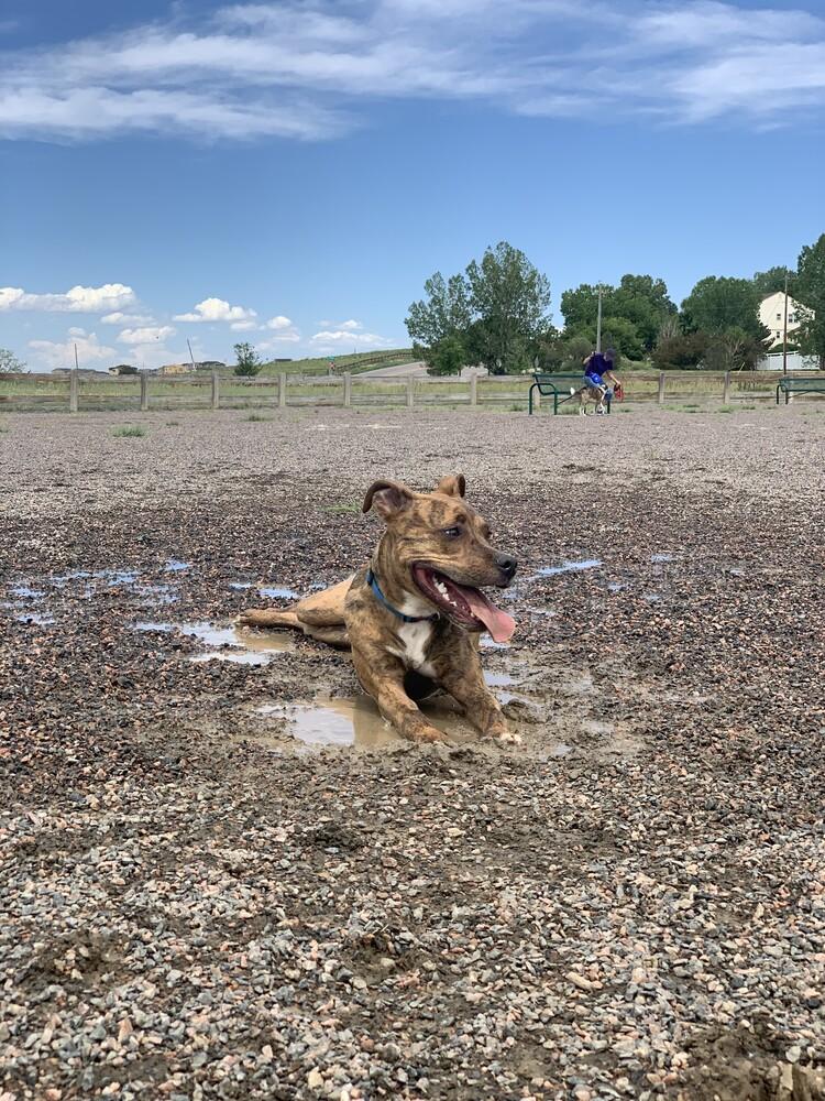 Enlarge Maverick, a Adoptable mixed breed in Fort Lupton, CO image 4/6