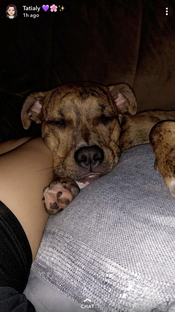 Enlarge Maverick, a Adoptable mixed breed in Fort Lupton, CO image 5/6