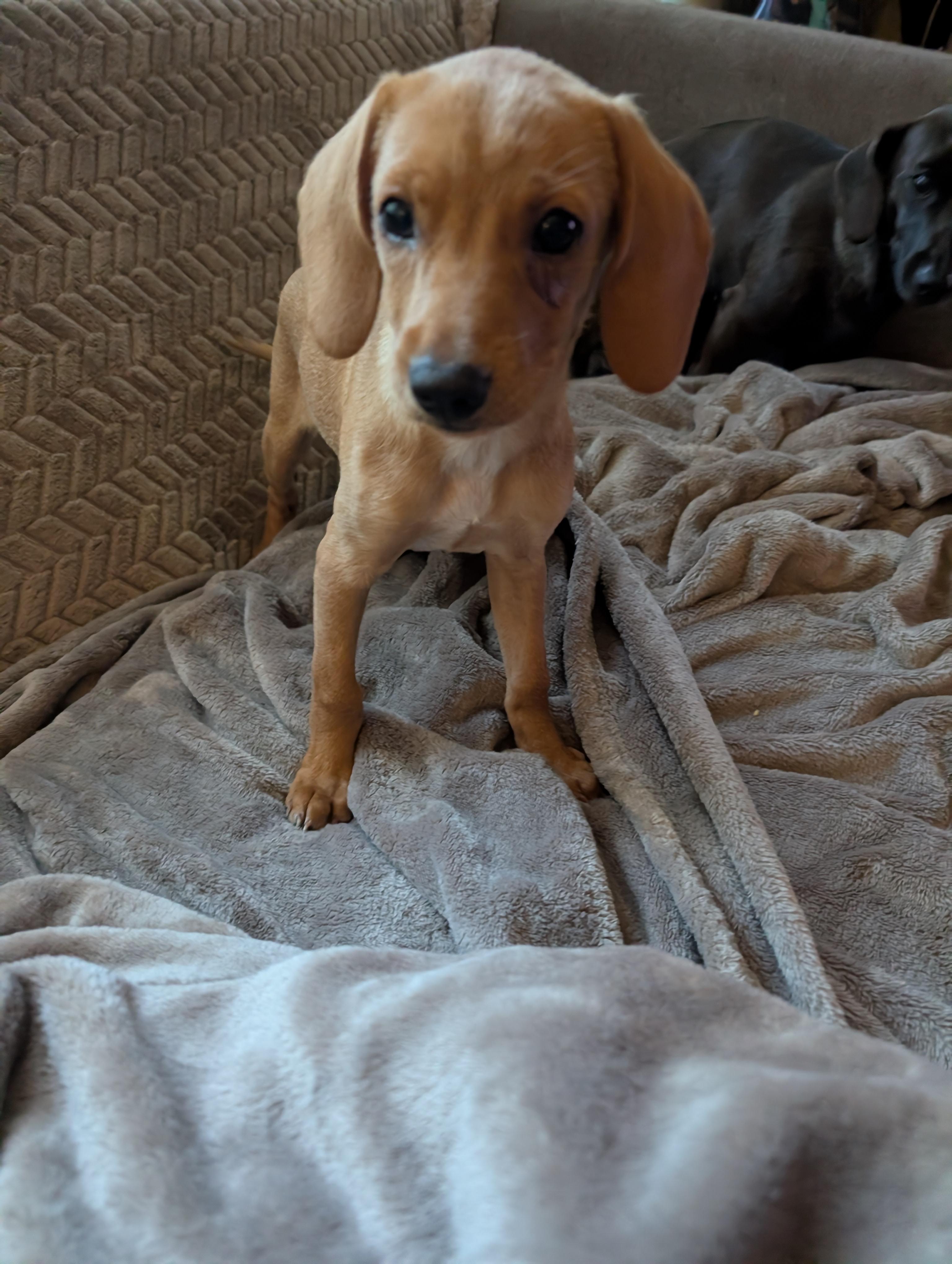 Enlarge Spice, a ADOPTABLE mixed breed in Homer Glen, IL image 1/4