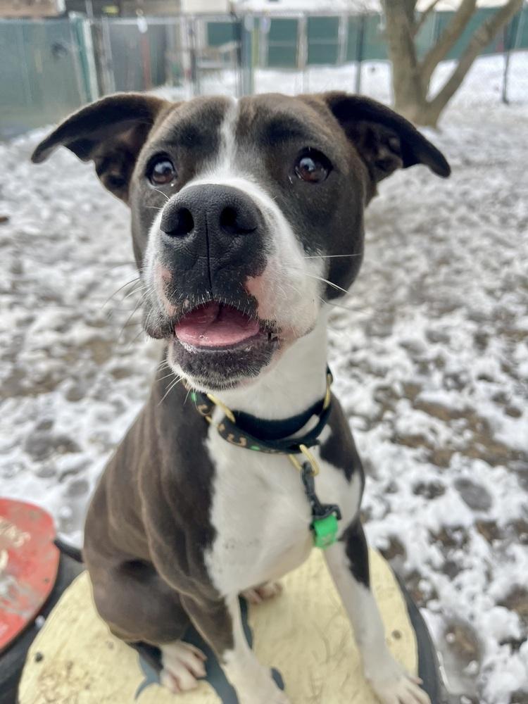 AC - Ripple (Zion Litter)