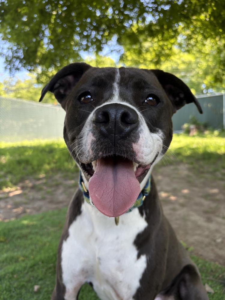 Enlarge AC - Ripple, a Adoptable mixed breed in Brewster , NY image 1/6