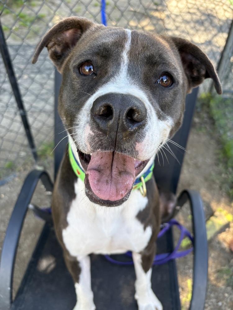 Enlarge AC - Ripple, a Adoptable mixed breed in Brewster , NY image 2/6