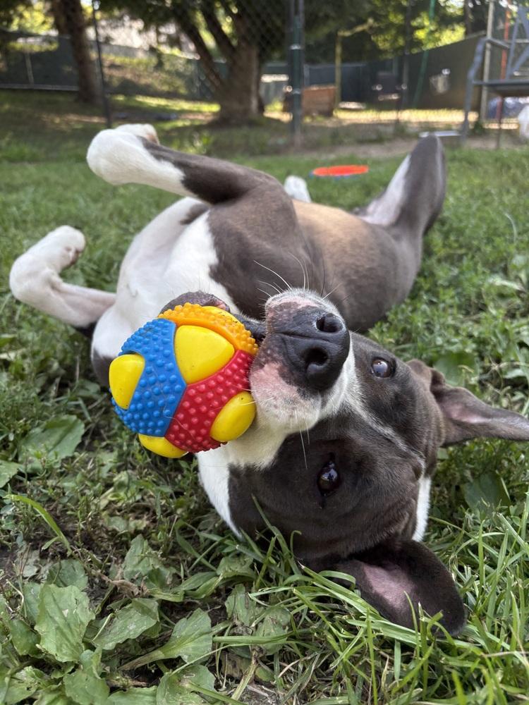 Enlarge AC - Ripple, a Adoptable mixed breed in Brewster , NY image 3/6