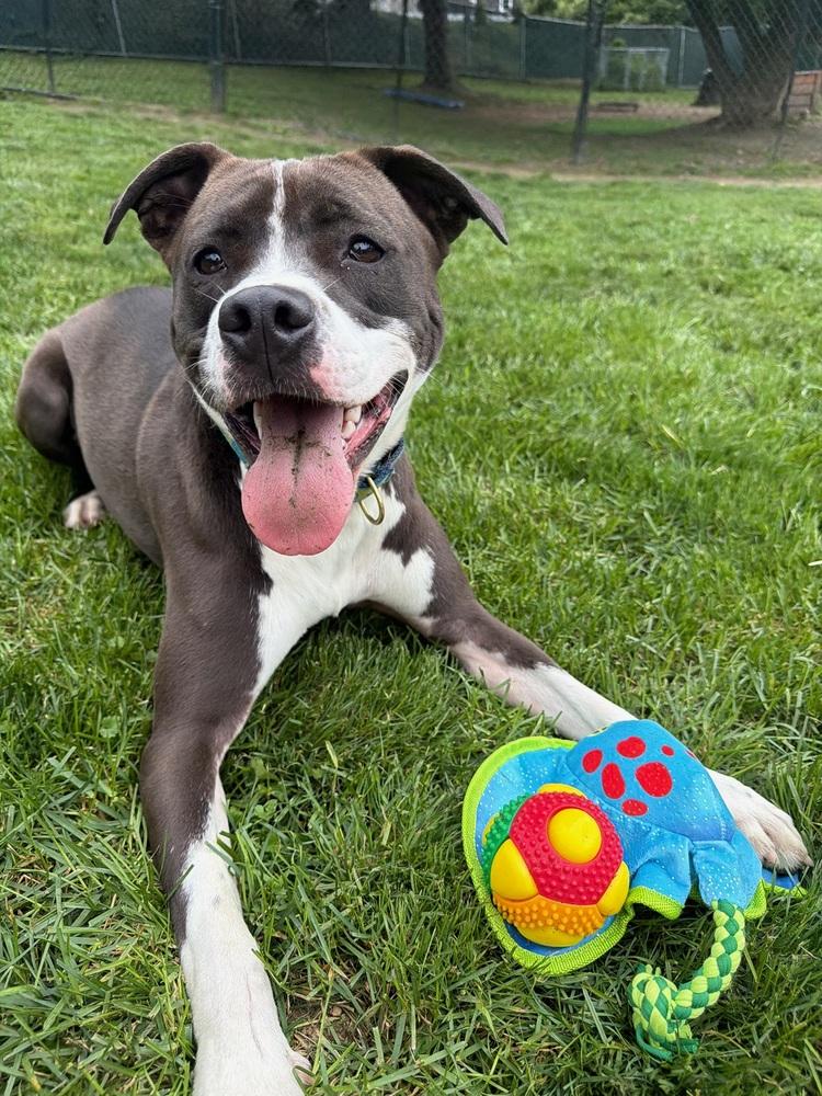 Enlarge AC - Ripple, a Adoptable mixed breed in Brewster , NY image 4/6