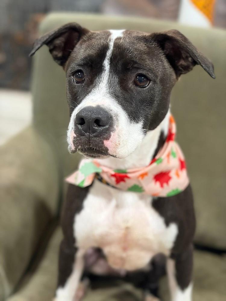 AC - Ripple (Zion Litter) — thumbnail 2