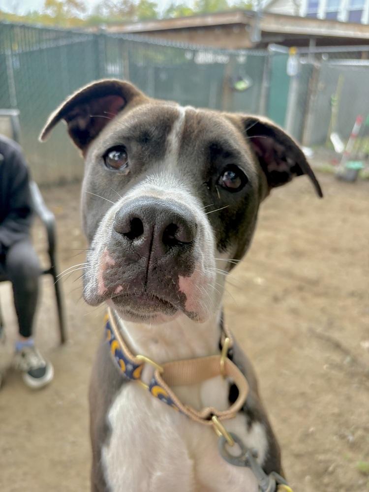 AC - Ripple (Zion Litter) — thumbnail 3