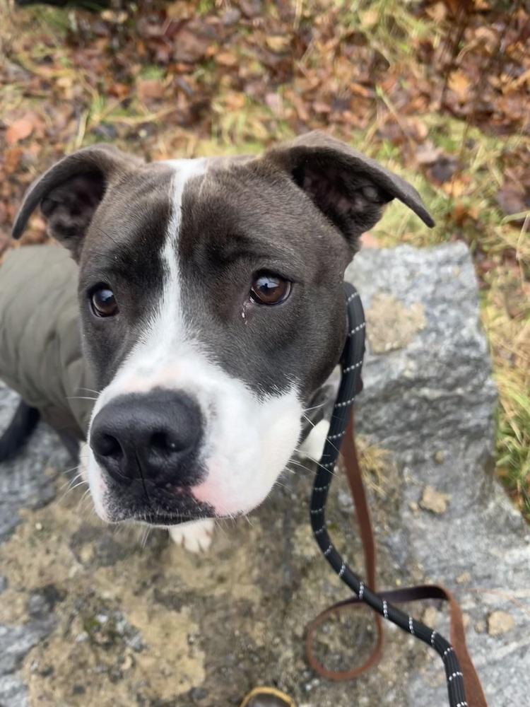 AC - Ripple (Zion Litter) — thumbnail 4