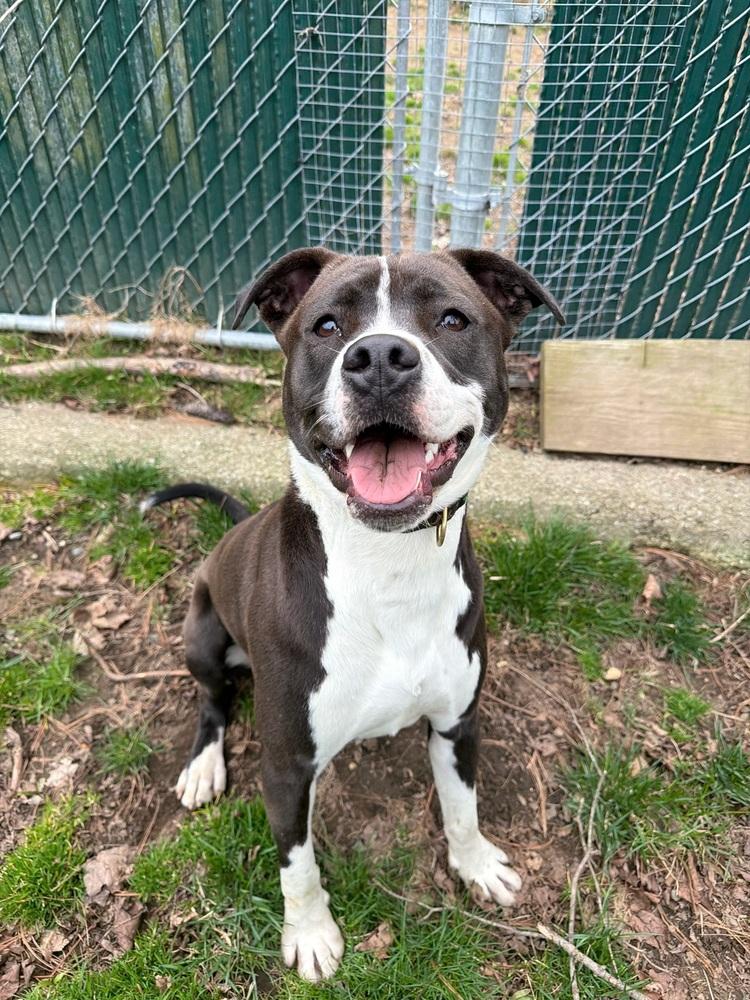 Enlarge AC - Ripple, a Adoptable mixed breed in Brewster , NY image 5/6