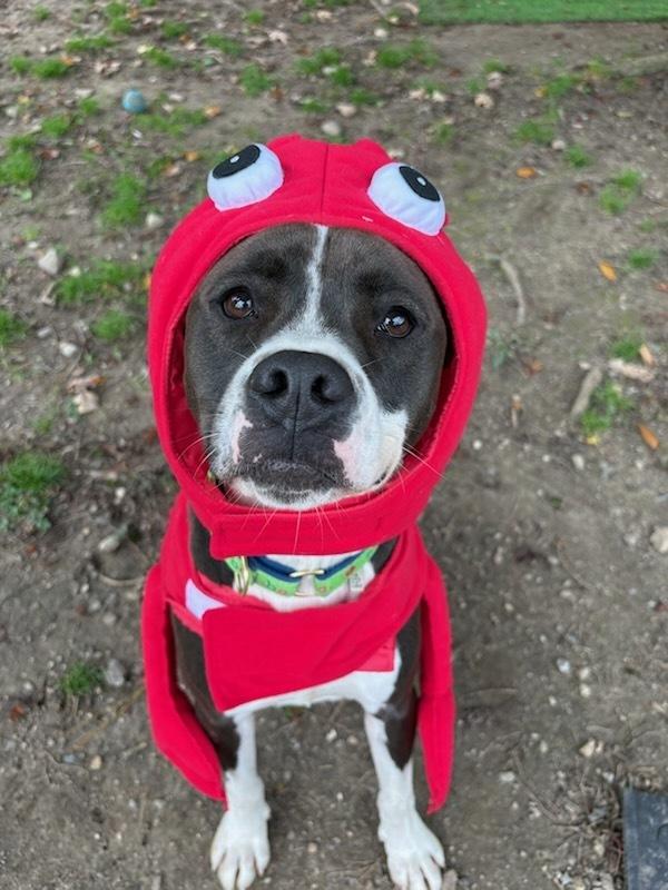 Enlarge AC - Ripple, a Adoptable mixed breed in Brewster , NY image 6/6