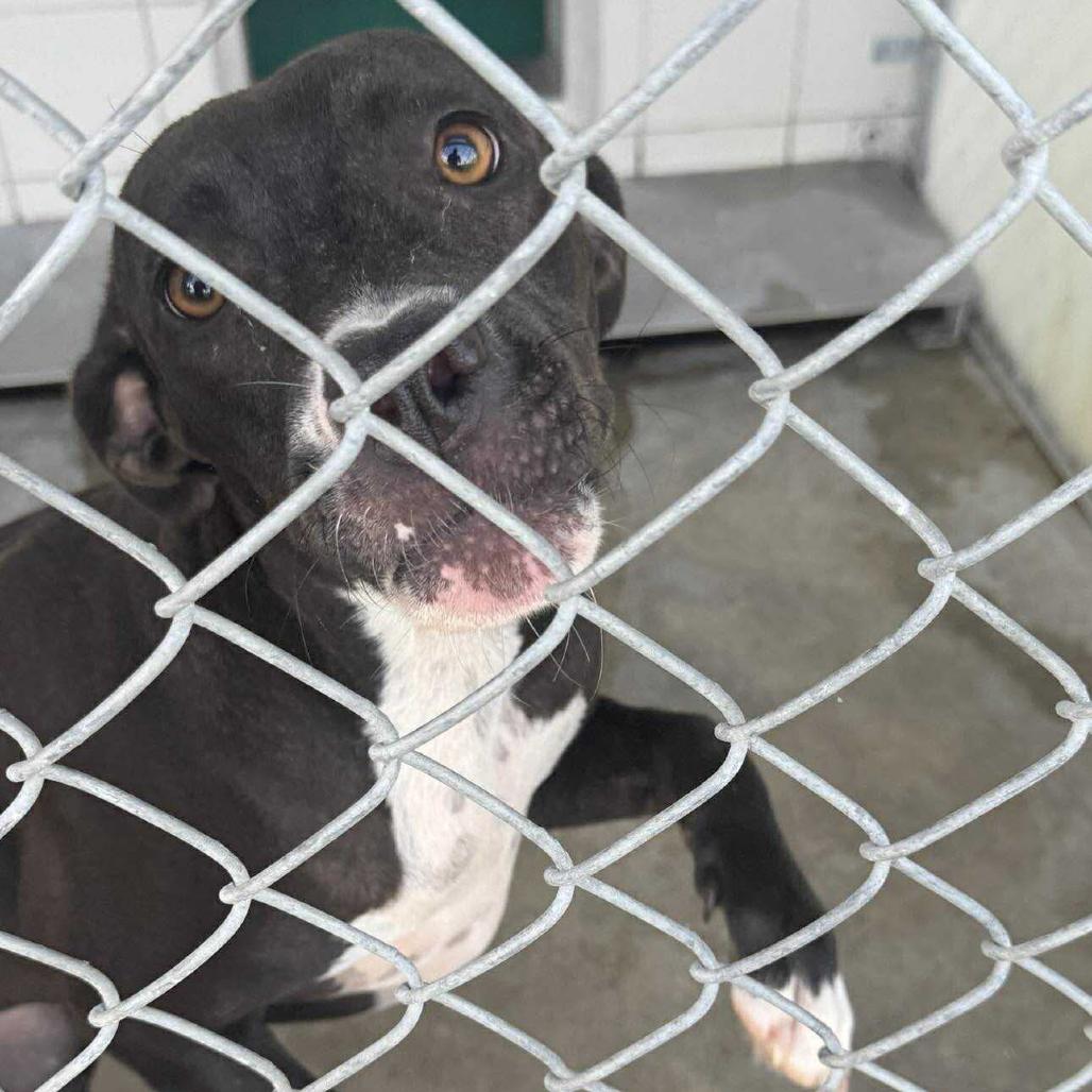 Evie, Adoptable, Adult Female Pit Bull Terrier.