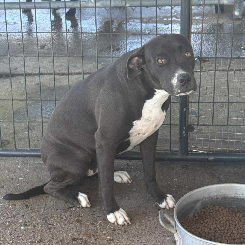 Evie, a Adoptable Pit Bull Terrier in Sydney Mines , NS image 3/4