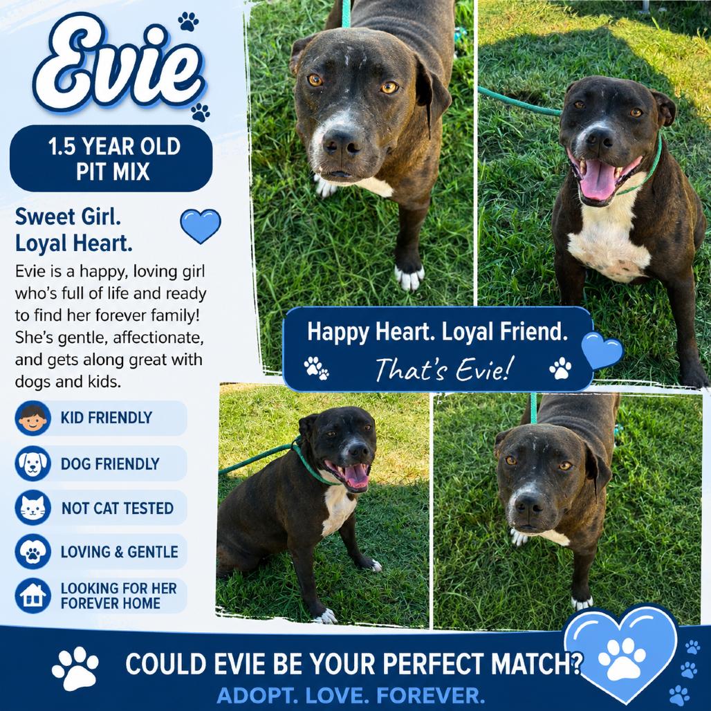 Evie, a Adoptable Pit Bull Terrier in Sydney Mines , NS image 2/4