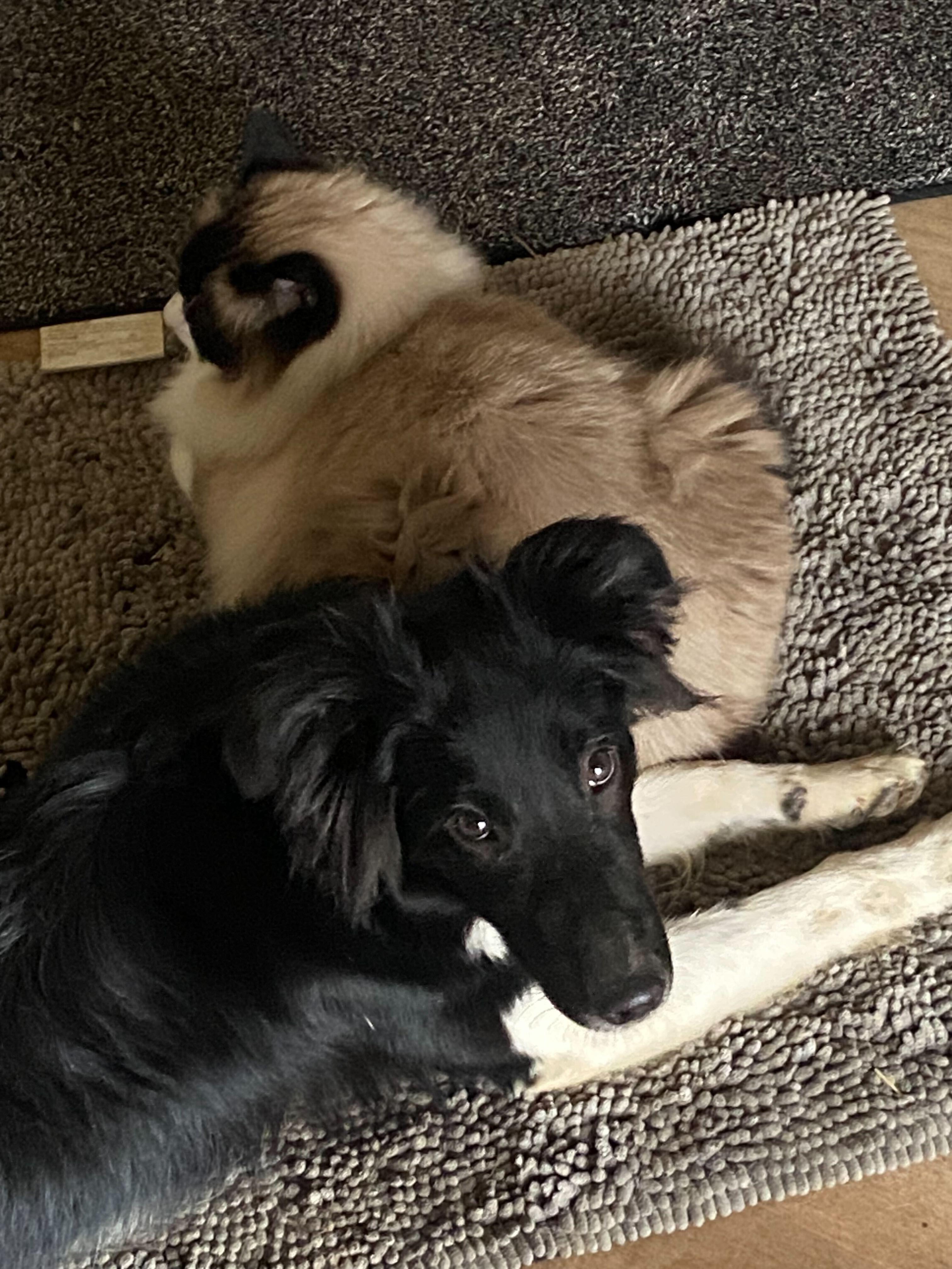 Enlarge Aurora, an adopted Border Collie in Cedar Rapids, IA image 2/4