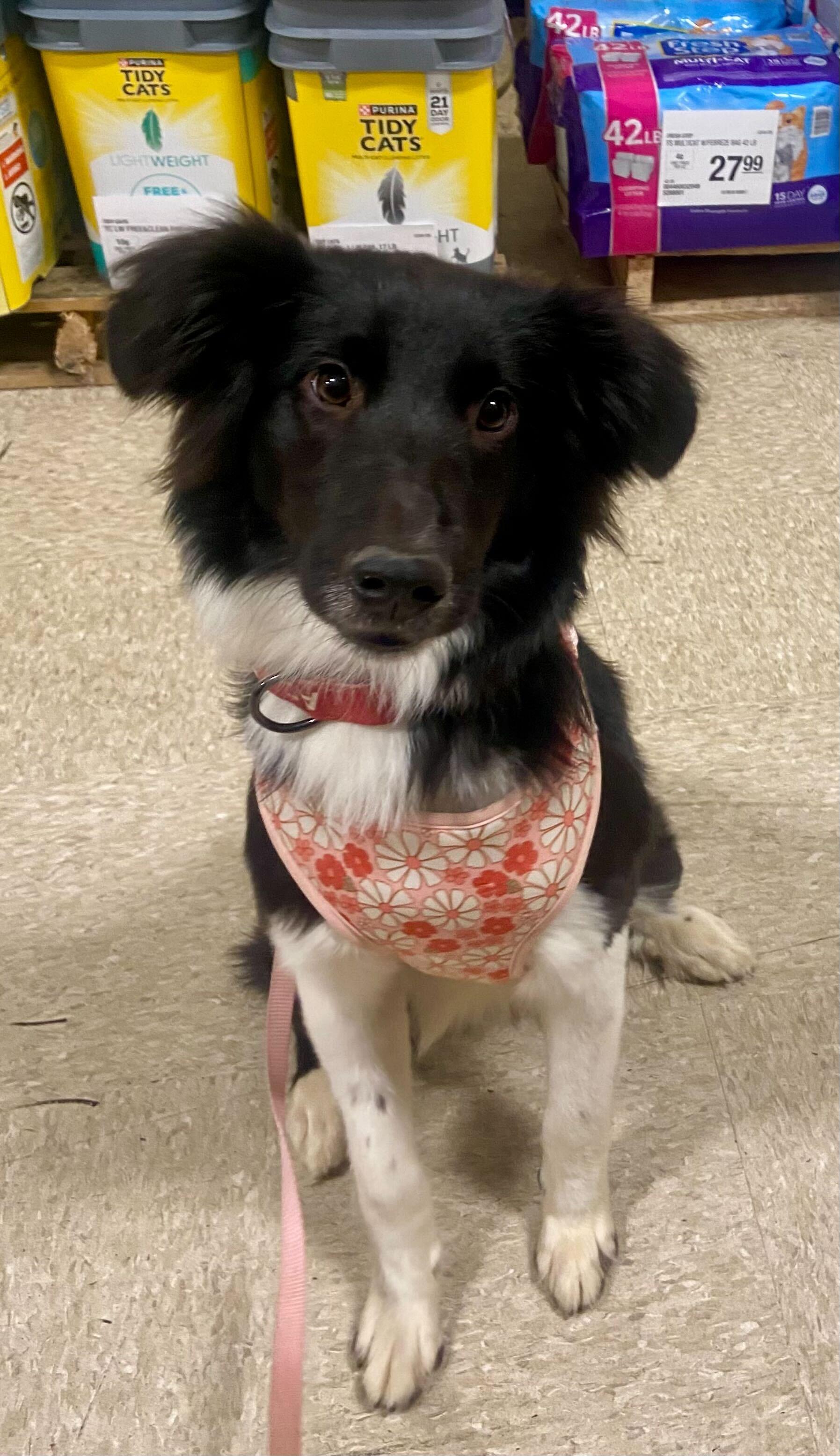 Enlarge Aurora, an adopted Border Collie in Cedar Rapids, IA image 3/4