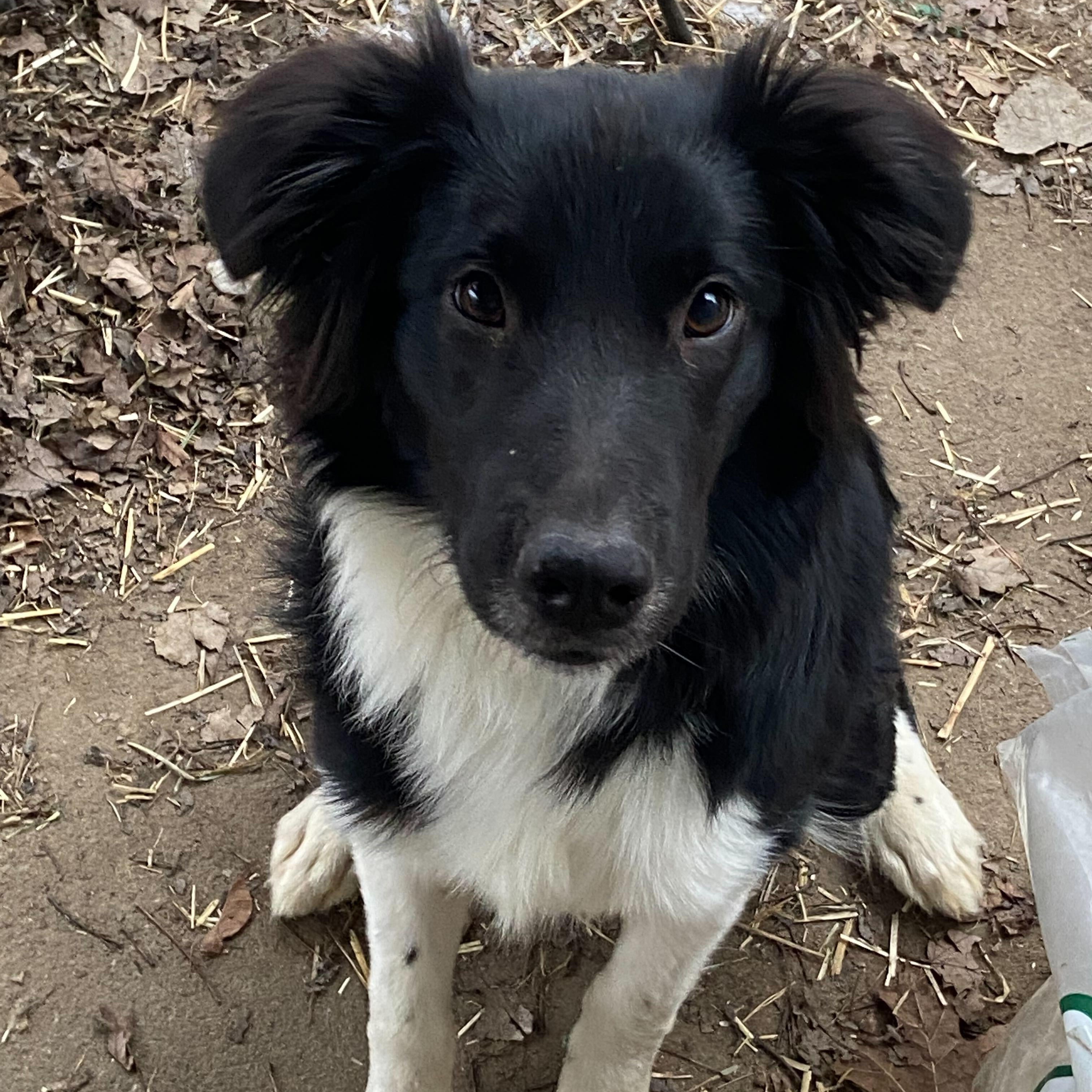 Enlarge Aurora, an adopted Border Collie in Cedar Rapids, IA image 1/4