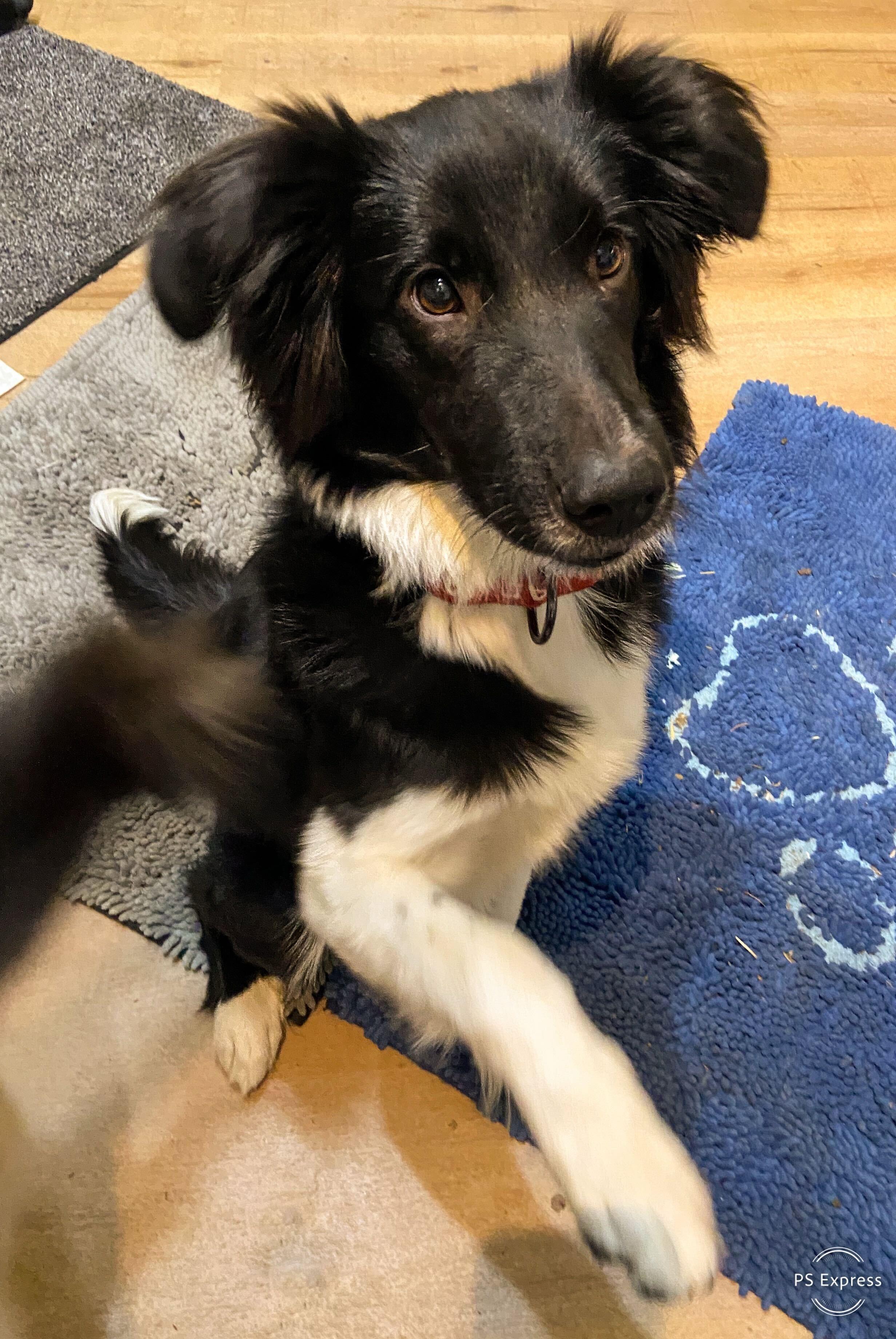 Enlarge Aurora, an adopted Border Collie in Cedar Rapids, IA image 4/4