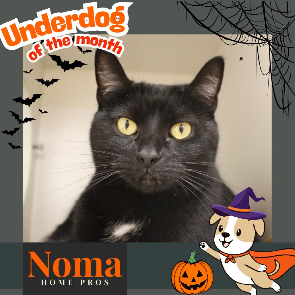Anubis, Adoptable, Adult Female Domestic Short Hair.