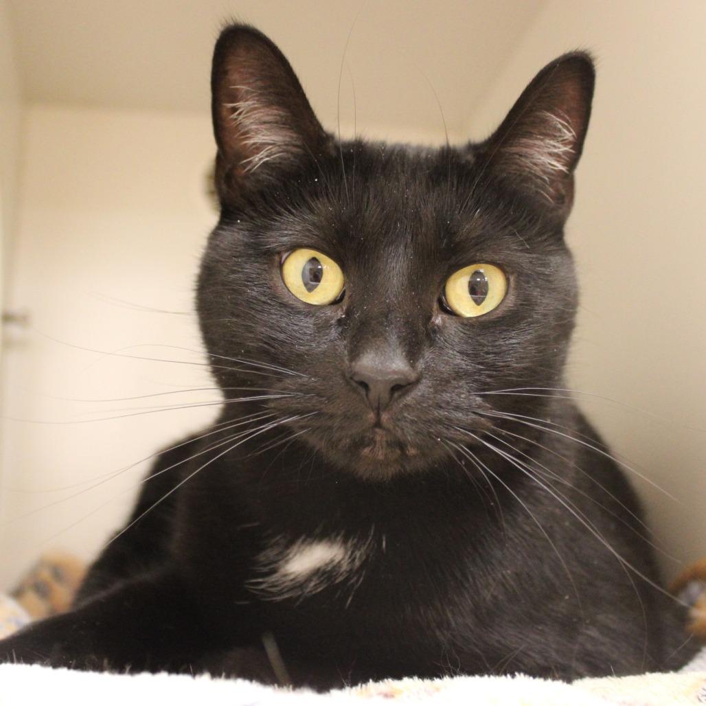 Anubis, a Adoptable Domestic Short Hair in Champaign, IL image 1/6