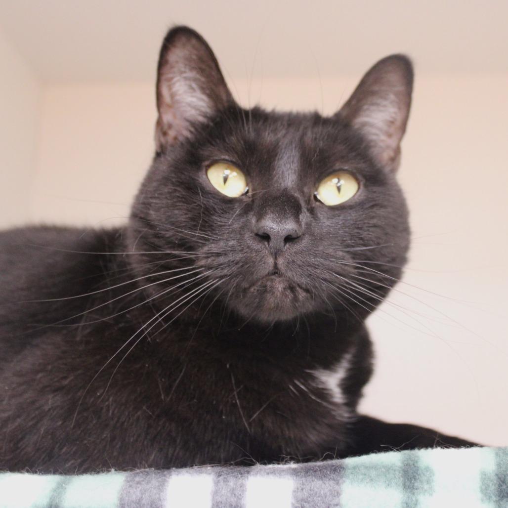 Anubis, a Adoptable Domestic Short Hair in Champaign, IL image 2/6