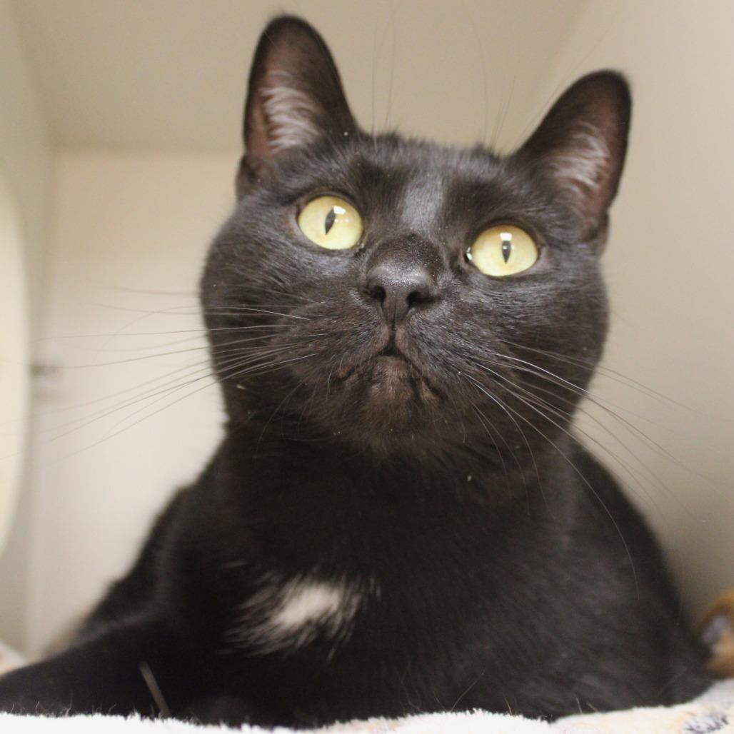 Anubis, a Adoptable Domestic Short Hair in Champaign, IL image 3/6