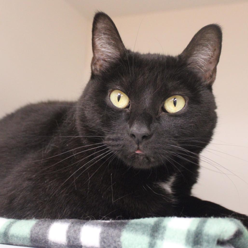 Anubis, a Adoptable Domestic Short Hair in Champaign, IL image 4/6