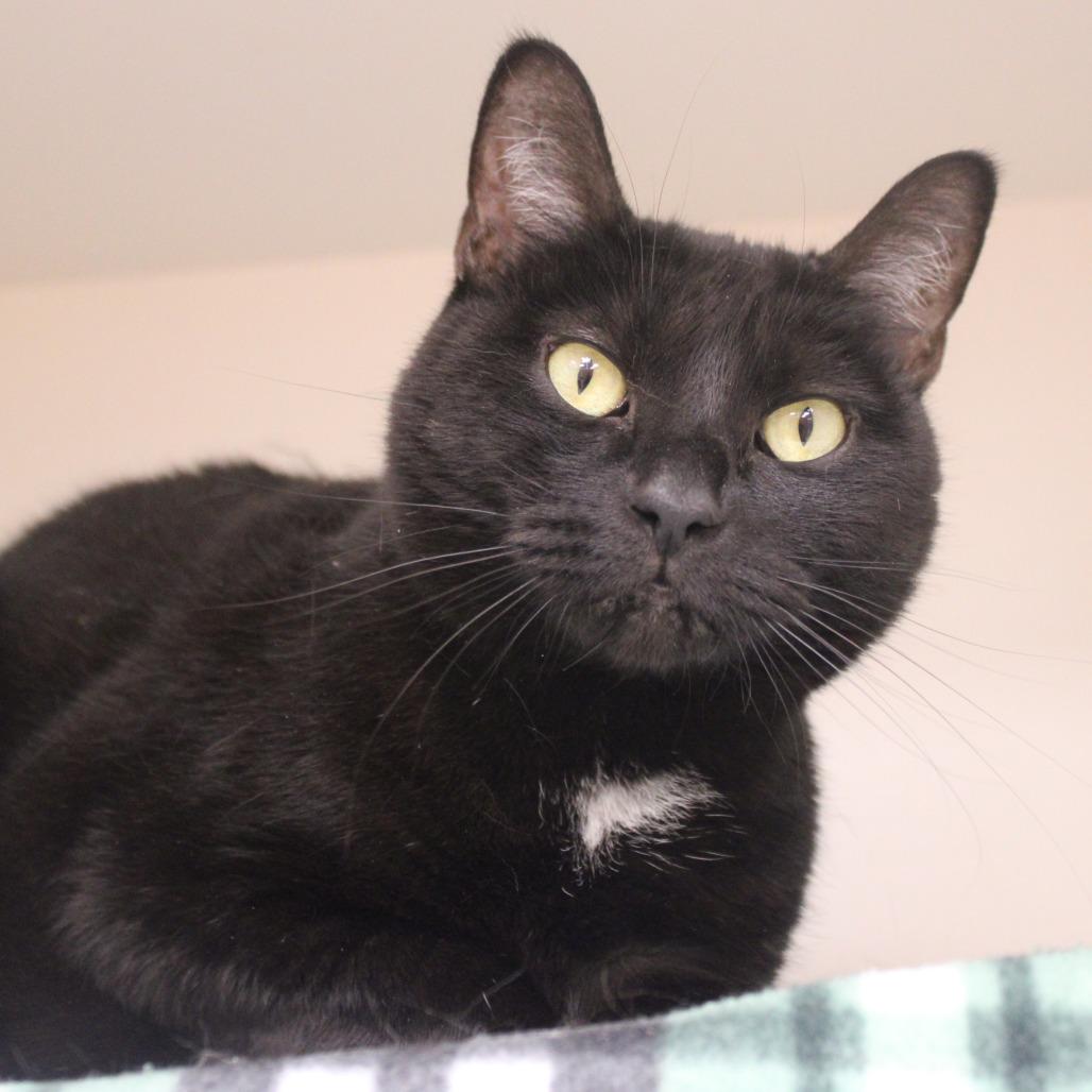Anubis, a Adoptable Domestic Short Hair in Champaign, IL image 6/6