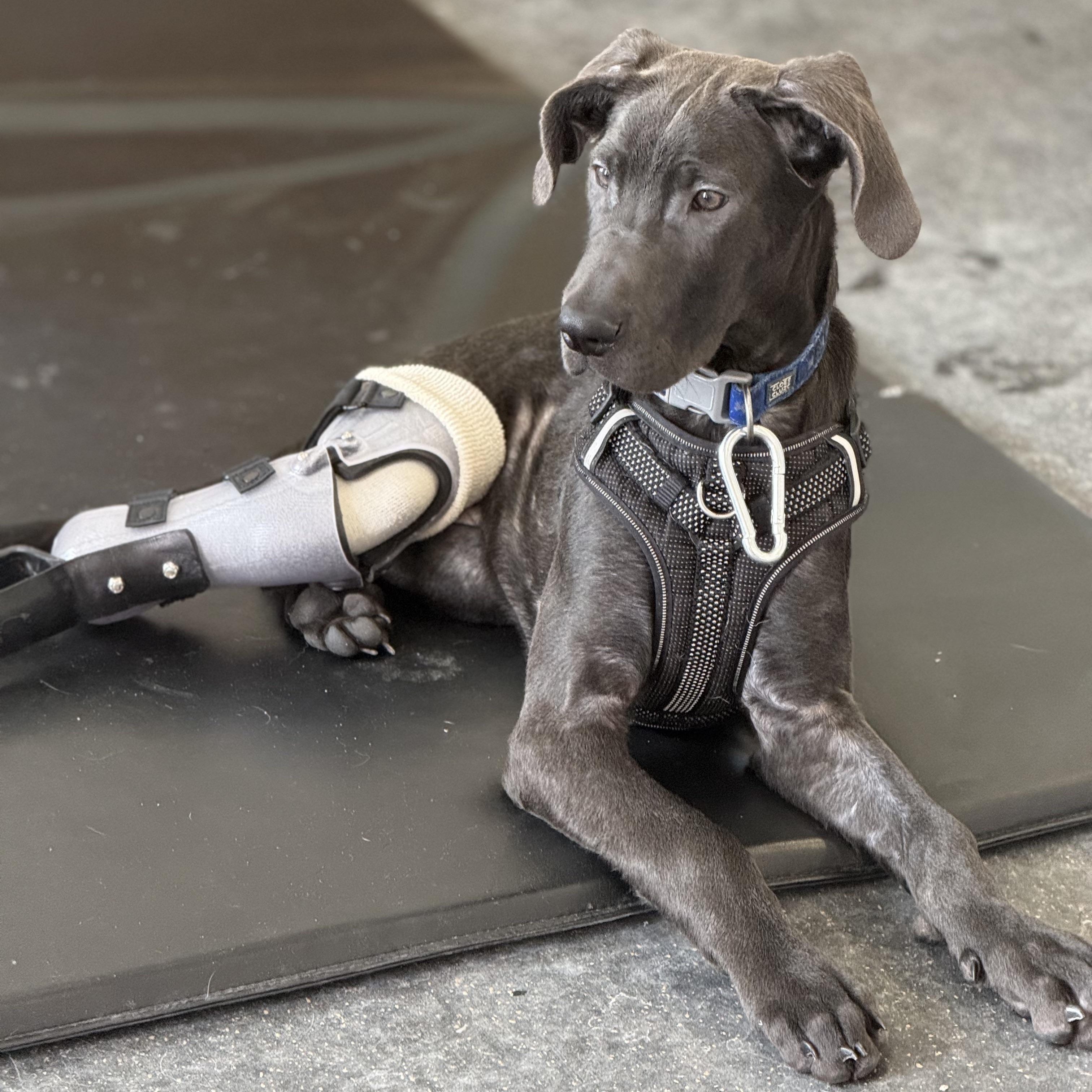 Matcha, a ADOPTABLE Great Dane in Scarborough, ON image 5/6