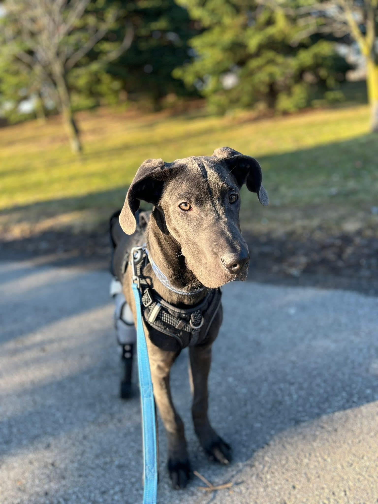 Enlarge Matcha $99 ADOPTION FEE, an adopted Great Dane in Scarborough, ON image 1/6