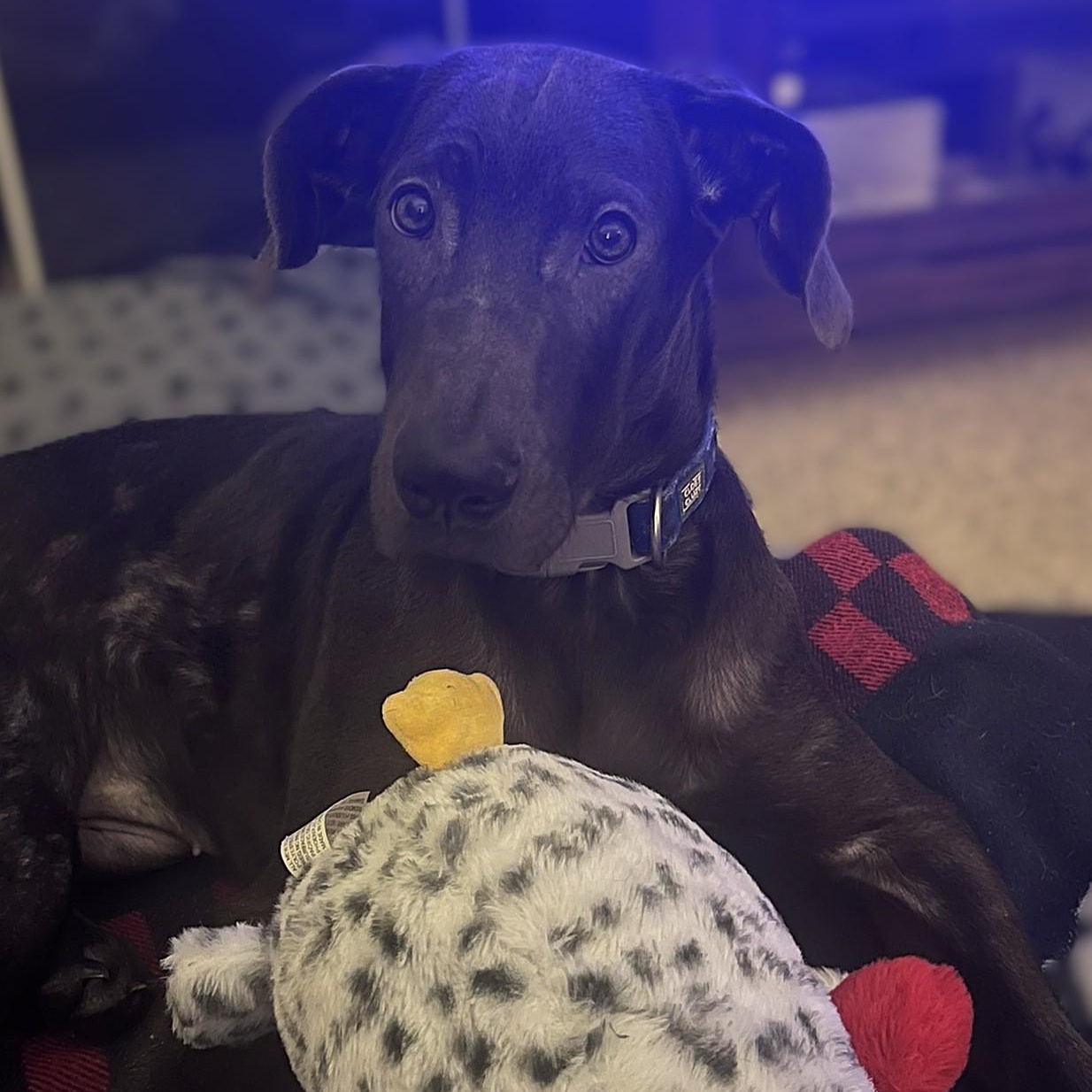 Matcha, a ADOPTABLE Great Dane in Scarborough, ON image 3/6