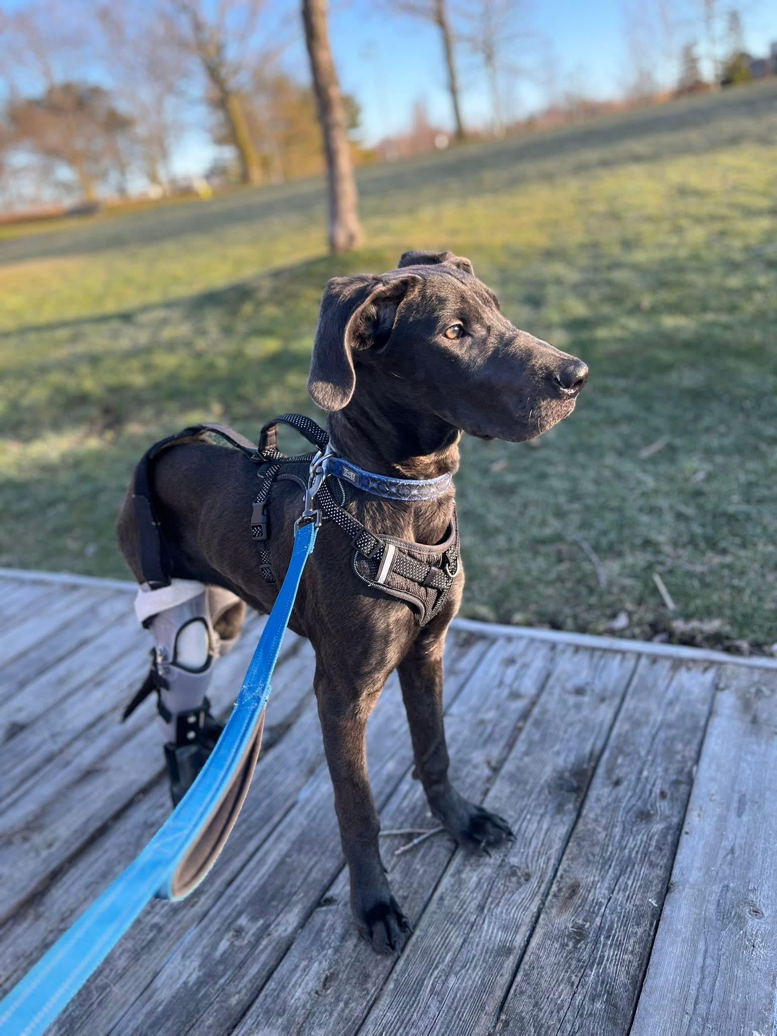 Enlarge Matcha $99 ADOPTION FEE, an adopted Great Dane in Scarborough, ON image 3/6