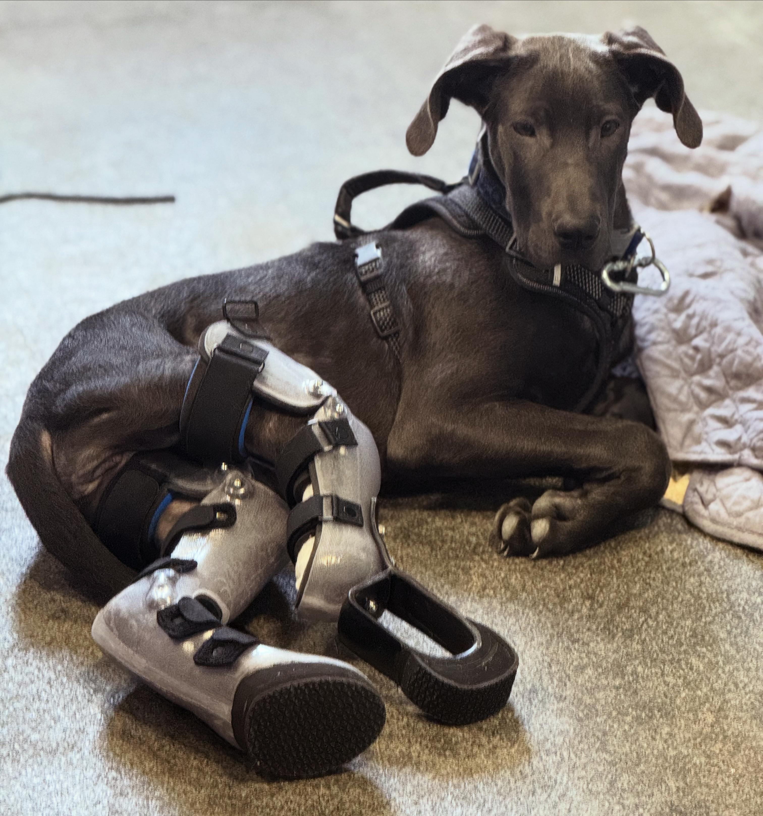 Matcha, ADOPTABLE, Puppy Female Great Dane.