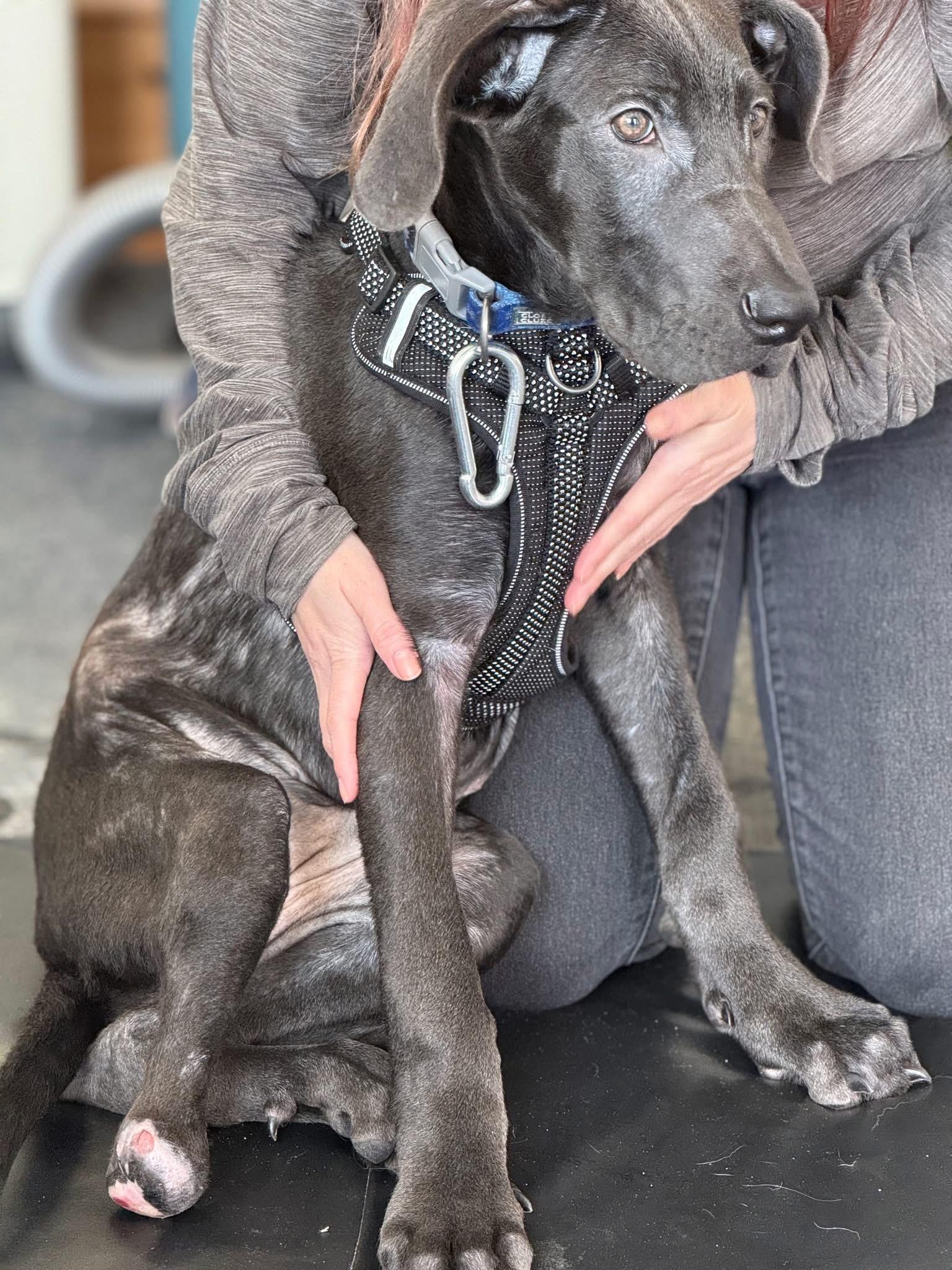 Matcha, a ADOPTABLE Great Dane in Scarborough, ON image 4/6