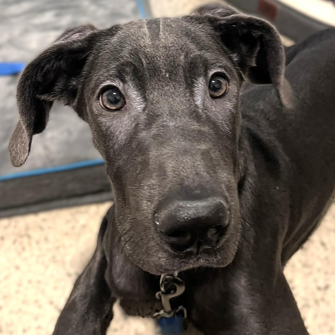 Matcha, a ADOPTABLE Great Dane in Scarborough, ON image 2/6