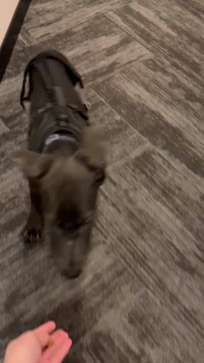 Enlarge Matcha, a ADOPTABLE Great Dane in Scarborough, ON video 6/6