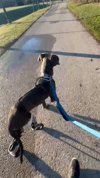 Enlarge Matcha $99 ADOPTION FEE, an adopted Great Dane in Scarborough, ON video 6/6