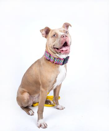 Aphrodite- IN FOSTER, Adoptable, Adult Female Mixed Breed & Mixed Breed.