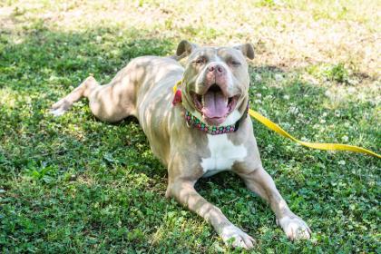 Enlarge Aphrodite- IN FOSTER, a Adoptable Mixed Breed in Chamblee, GA image 1/4