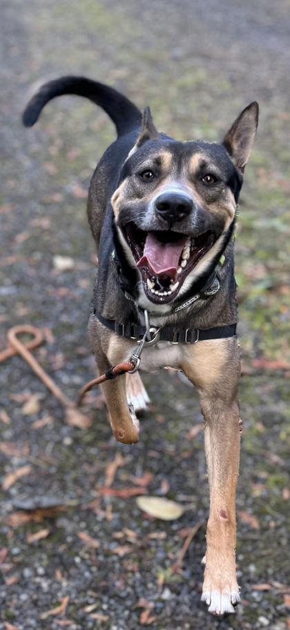Keanu, Adoptable, Adult Male Shepherd & Mixed Breed.
