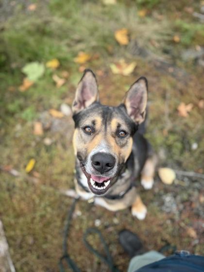 Keanu, a Adoptable mixed breed in Burlington, WA image 2/3
