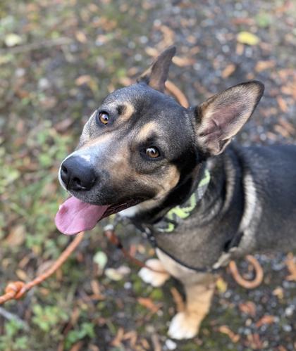 Keanu, a Adoptable mixed breed in Burlington, WA image 3/3