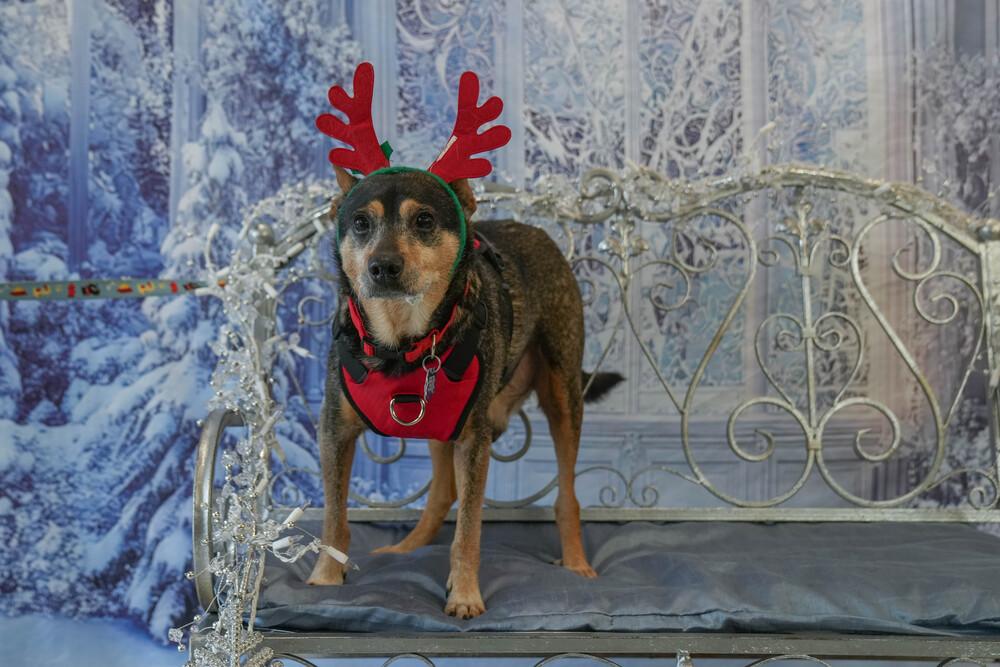 Edwin, Adoptable, Senior Male Chihuahua.