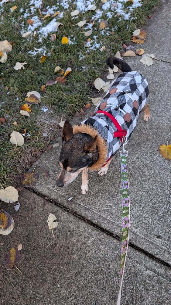 Edwin, Adoptable, Senior Male Chihuahua.