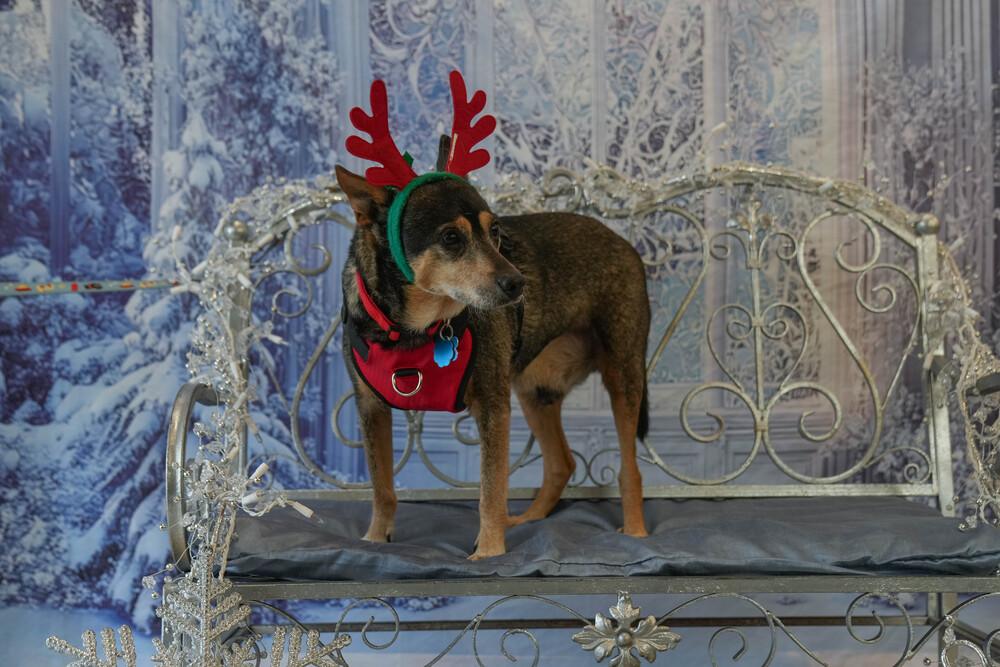 Enlarge Edwin, a Adoptable mixed breed in Columbus, OH image 3/6