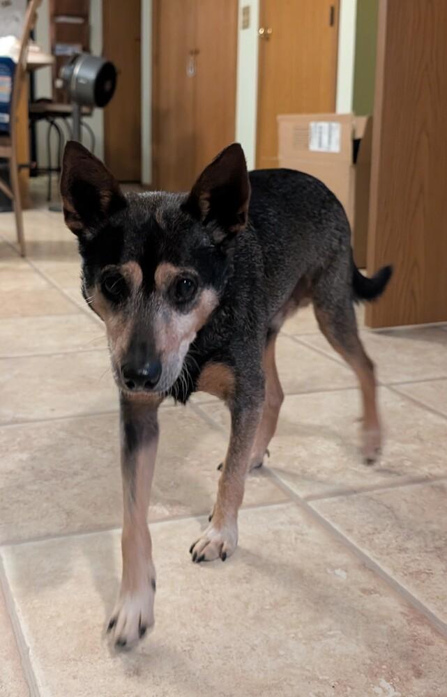 Enlarge Edwin, a Adoptable mixed breed in Columbus, OH image 2/6