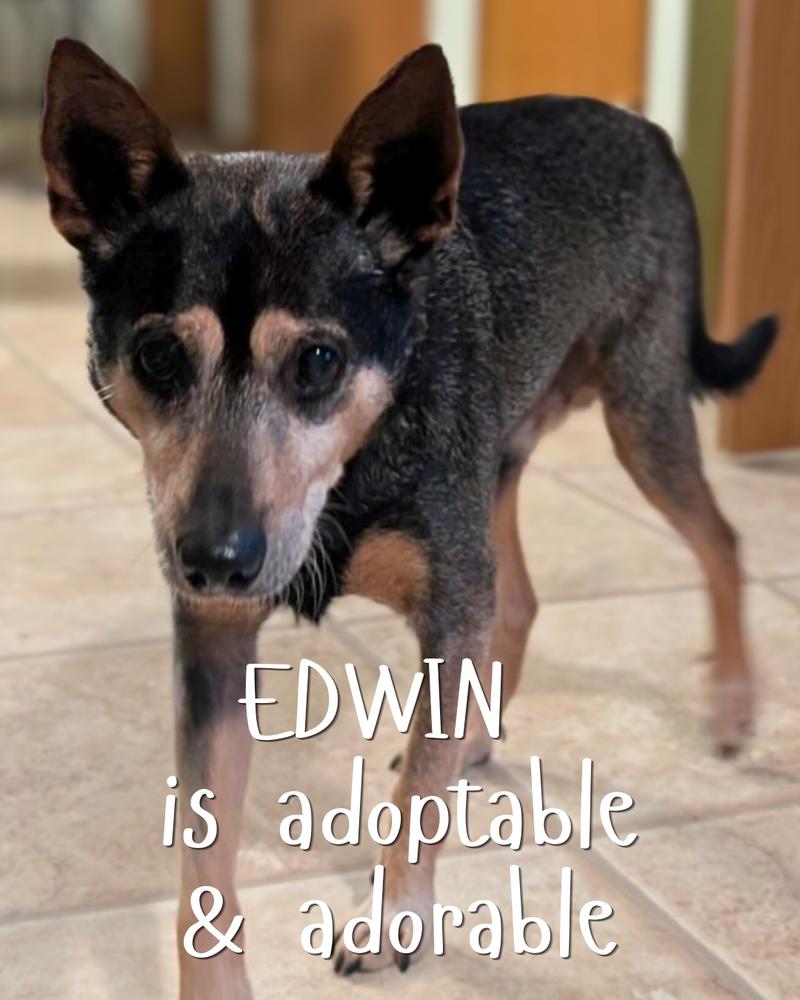 Enlarge Edwin, a Adoptable mixed breed in Columbus, OH image 2/6