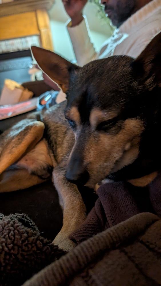 Enlarge Edwin, a Adoptable mixed breed in Columbus, OH image 3/6