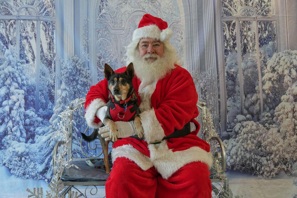 Enlarge Edwin, a Adoptable mixed breed in Columbus, OH image 4/6