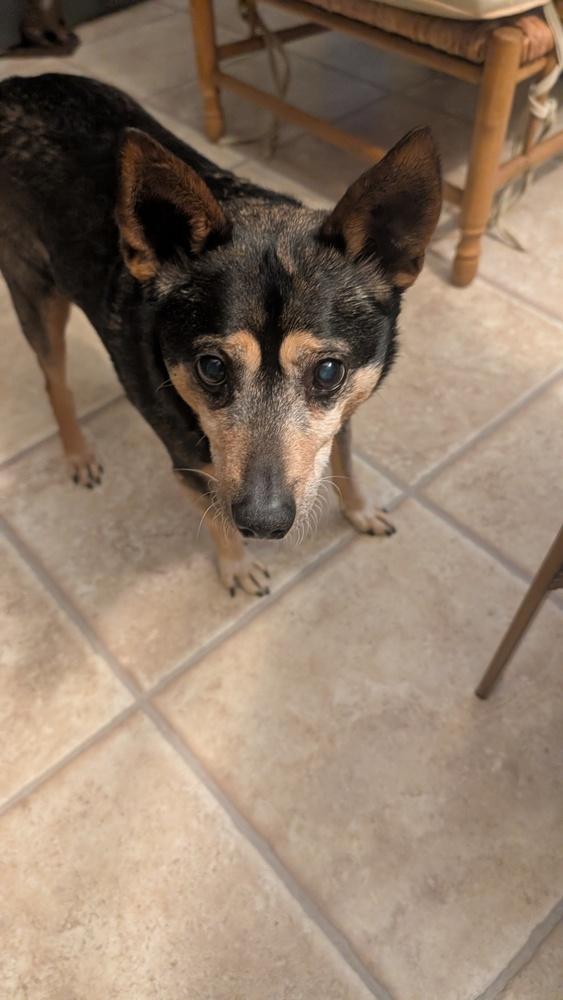 Enlarge Edwin, a Adoptable mixed breed in Columbus, OH image 2/6