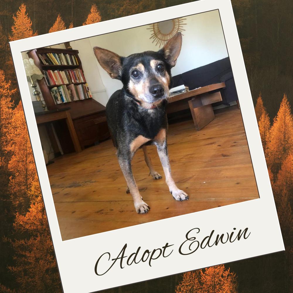 Enlarge Edwin, a Adoptable mixed breed in Columbus, OH image 4/6
